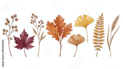 Set of hand drawn autumn leaves and berries isolated on white background, concept for seasonal decoration, organic branding and thanksgiving design