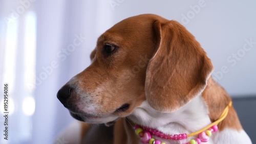Beagle Dog Lying on the Sofa in the Living Room