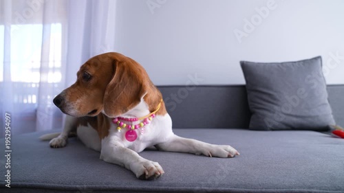 Beagle Dog Lying on the Sofa in the Living Room