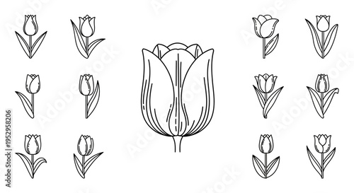 Tulip Flower Line Drawings Collection.