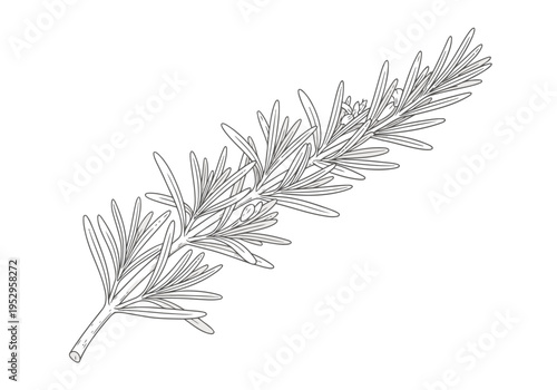 Rosemary herb branch for cooking and food decoration, isolated on white background