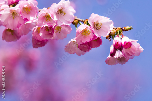 Obraz na płótnie The cherry blossom in the Gardens of the Royal Palace at Venaria is an unmissable event