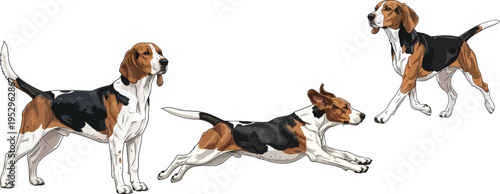 Harrier dog running athletic walking standing alert pose set