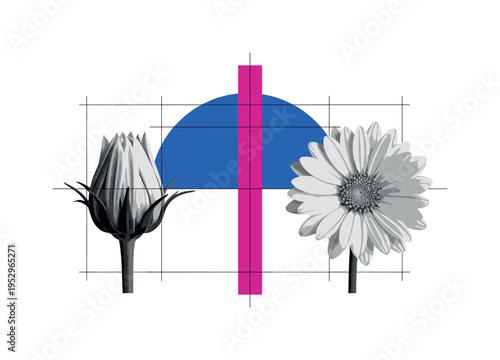 Black and white bud transforming into open bloom shown in split composition, oversized cobalt blue semicircle intersected by bright magenta rectangular bar