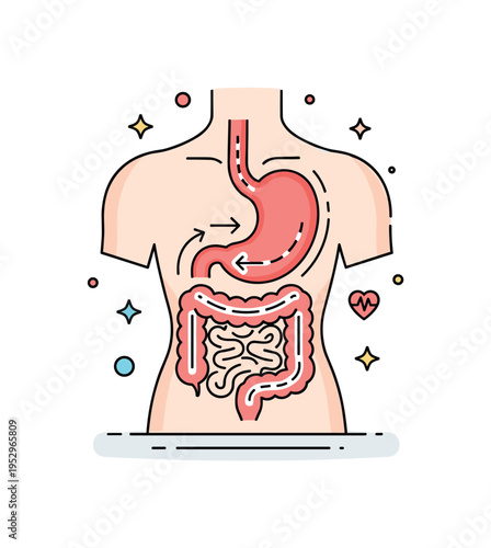 Digestive system process overview represented by a stylized torso silhouette with highlighted stomach and intestine path marked by gentle directional arrows.