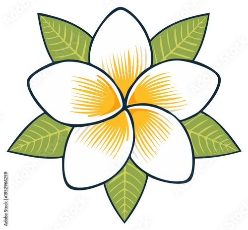 Floral illustration of a frangipani flower with green leaves isolated on white.