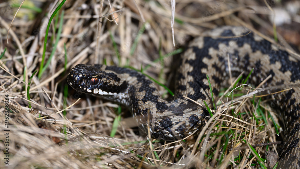 Fototapeta premium Common European adder (Vipera berus)