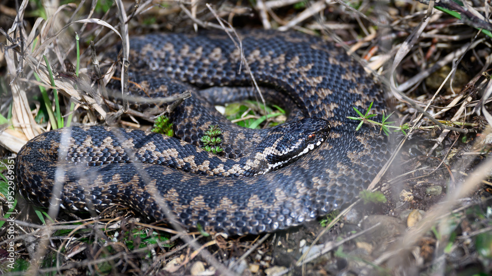 Obraz premium Common European adder (Vipera berus)