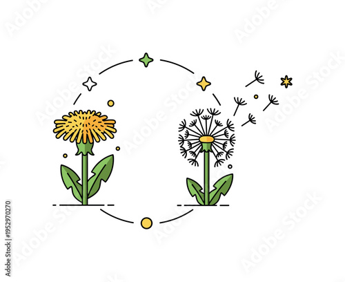 Dandelion life cycle compact circular composition showing yellow bloom, white seed head and drifting seeds in sequence, illustrating natural transformation and
