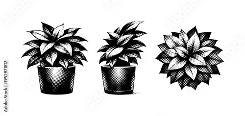 Potted leafy plant, a realistic leafy houseplant displayed straight-on, rotated side view, and top-down view as three object views emphasizing leaf layering