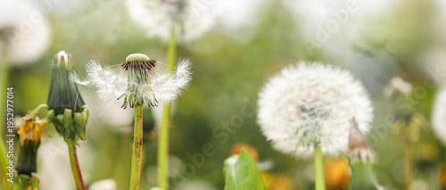 Dandelion seeds in the morning sunlight are scattered by the wind on a fresh green background. Delicate dandelion parachutes are blown away by the wind.