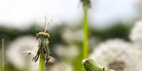 Dandelion seeds in the morning sunlight are scattered by the wind on a fresh green background. Delicate dandelion parachutes are blown away by the wind.