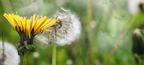 Dandelion seeds in the morning sunlight are scattered by the wind on a fresh green background. Delicate dandelion parachutes are blown away by the wind.