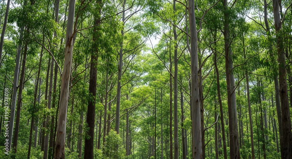Fototapeta premium Dense bamboo forest with tall slender trees and lush green foliage