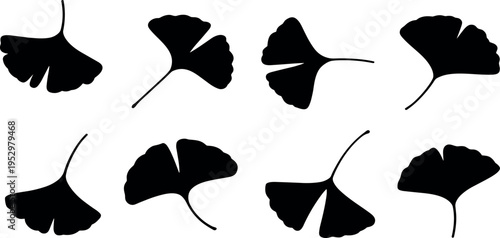 Collection of ginkgo biloba leaf silhouettes isolated on white background, fan shaped botanical foliage set, vector illustration for herbal and natural design