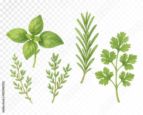 Fresh culinary herb set with basil, thyme, rosemary and parsley in soft green tones, aromatic botanical seasoning clipart collection for recipes, packaging and kitchen design. Vector illustration