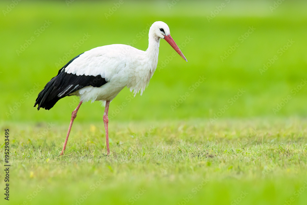 Naklejka premium White stork / Weißstorch (Ciconia ciconia)