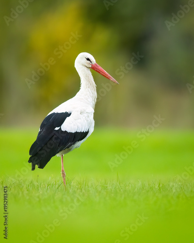 Εκτύπωση καμβά White stork / Weißstorch (Ciconia ciconia)