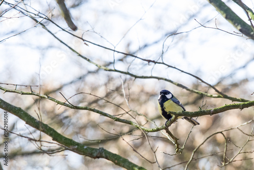Fotografie The great tit is a voracious insectivore that prefers to feed among low branches and on the ground