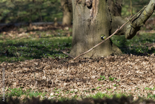 Canvas-taulu The great tit is a voracious insectivore that prefers to feed among low branches and on the ground