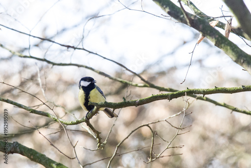 The great tit is a voracious insectivore that prefers to feed among low branches and on the ground. Larvae, bees, and spiders are its favorite food, but due to its voracious appetite, it also greatly 