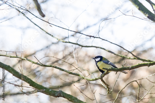 Canvas-taulu The great tit is a voracious insectivore that prefers to feed among low branches and on the ground