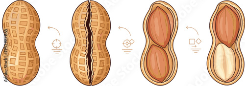Peanut Process Illustration Showing Shell Cracking and Kernel Inside with Step by Step Sequence for Food Education, Agriculture, Snack Production and Organic Crop Concept