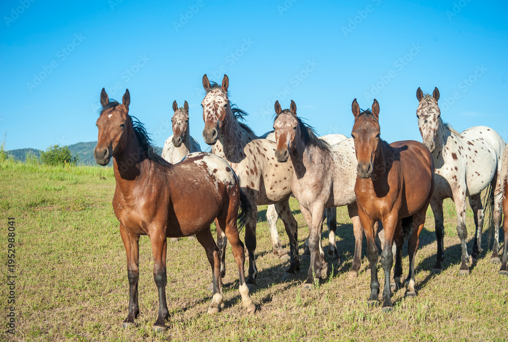 Obraz premium adult female Tiger Horse herd in alpine field. The Tiger Horse is the common ancestor of Appaloosa, Knabstrupper and Noriker horses.