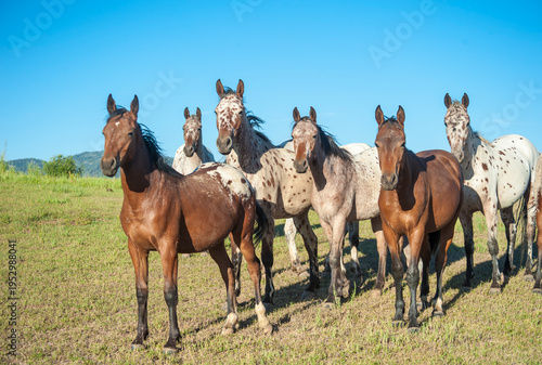 adult female Tiger Horse herd in alpine field. The Tiger Horse is the common ancestor of Appaloosa, Knabstrupper and Noriker horses.