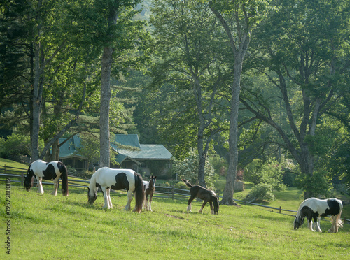 adult female horse mares with foals nearby graze lush mountainside estate field