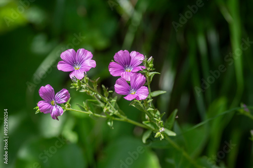 Linum viscosum pale pink flax flowers in bloom, wild flowering plant in Slovenia mountains