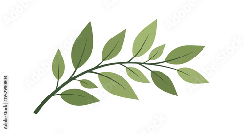 Green Leafy Branch with White Background - Nature and Growth Concept