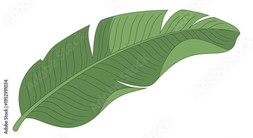 Vibrant Green Banana Leaf - Tropical Plant Vector Illustration