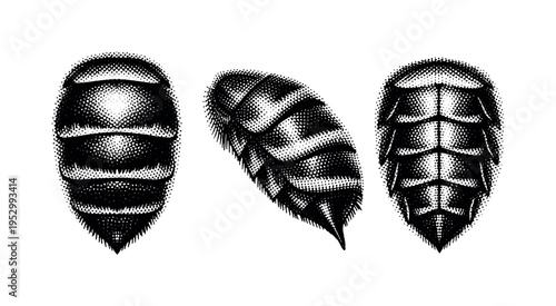 Western honey bee abdomen study A realistic western honey bee abdomen shown as a single object in three views: dorsal abdomen view, side abdomen profile, and