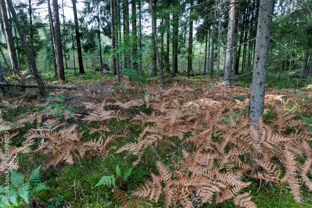 Fototapeta premium Golden Wild Grass Under Tall Pine Trees