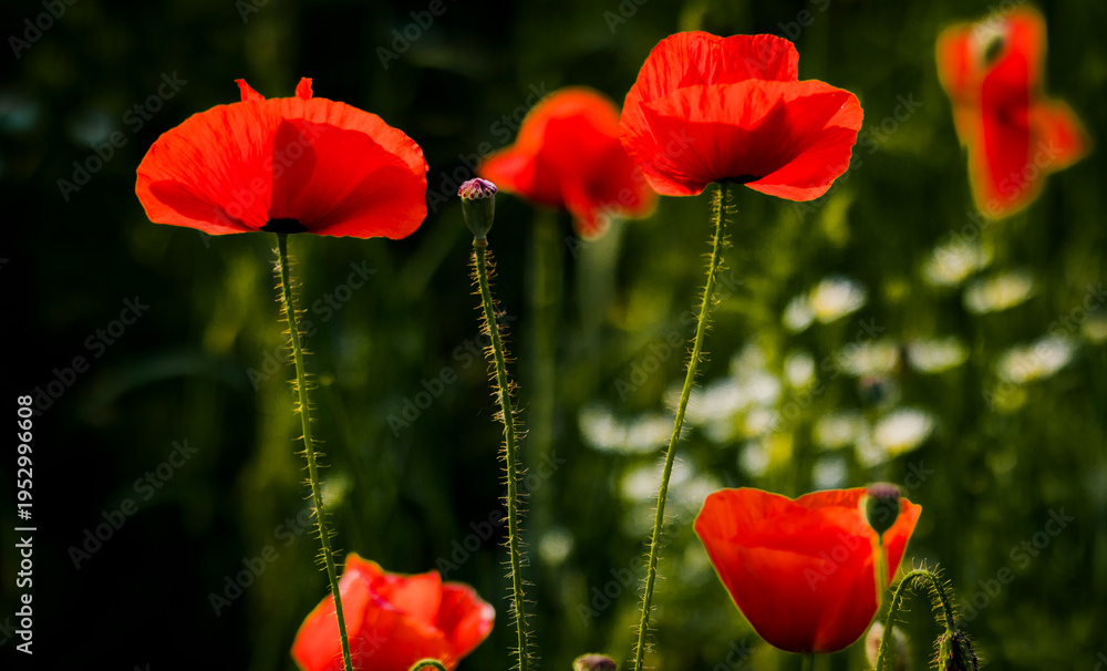 Fototapeta premium Red poppy flower in meadow at sunset