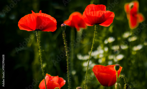 Red poppy flower in meadow at sunset