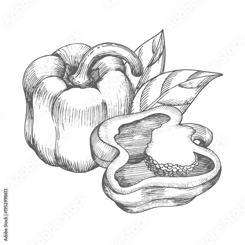 Composition of the bell peppers and leaves. Vector ink styled handmade illustration. For packaging design, cards, cover, prints, product labels and fabric.