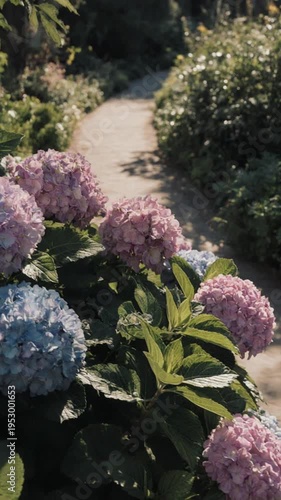 A serene garden path lined with vibrant hydrangea flowers
