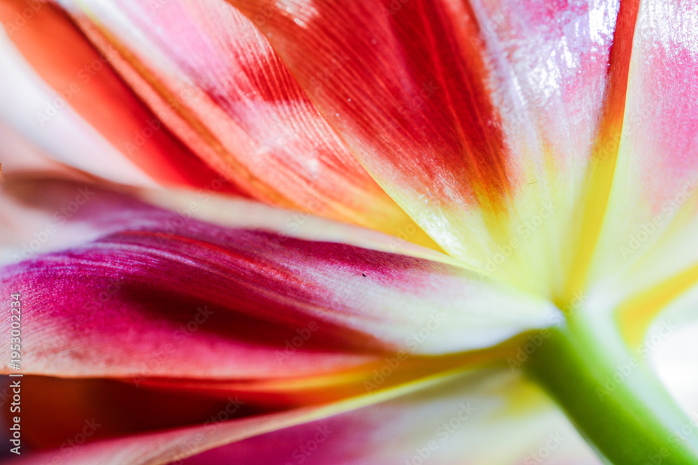 Fototapeta premium Close-up studio macro shot. Vibrant red and yellow tulip petals.Abstract textures. Illumination shows artistic colourgrading, textures and shadow