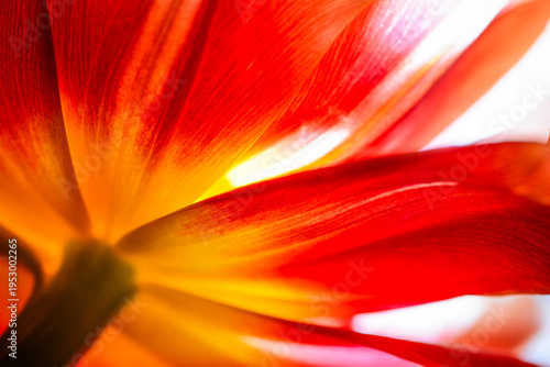 Close-up studio macro shot. Vibrant red and yellow tulip petals.Abstract textures. Illumination shows artistic colourgrading, textures and shadow