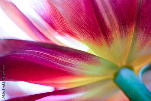 Close-up studio macro shot. Vibrant red and yellow tulip petals.Abstract textures. Illumination shows artistic colourgrading, textures and shadow