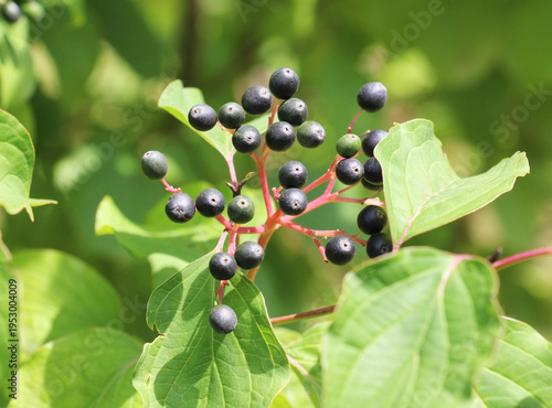 The berries of cornus sanguinea ripen on the branch of the bush.