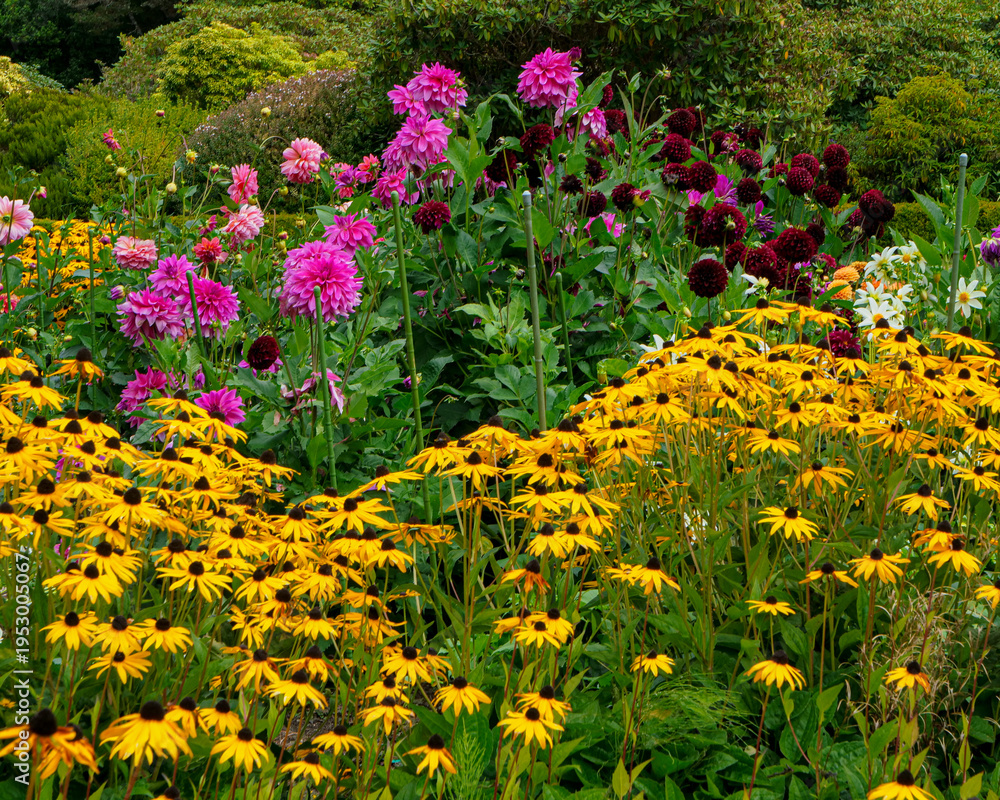 Obraz premium Colorful Garden Flowers at Shore Acres State Park, Oregon Coast. Yellow black-eyed Susan flowers and bright pink dahlias fill the lush coastal garden, creating a colorful Pacific Northwest scene