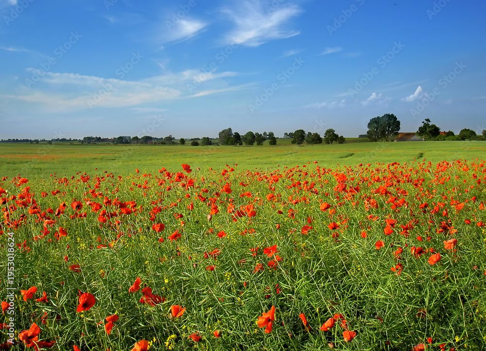 Obraz premium A picturesque summer meadow in the Masurian countryside filled with wild red poppies and green grass under a blue sky. The rolling hills and vibrant floral landscape.