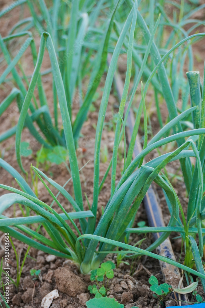 Obraz premium Vegetable garden with drip irrigation system
