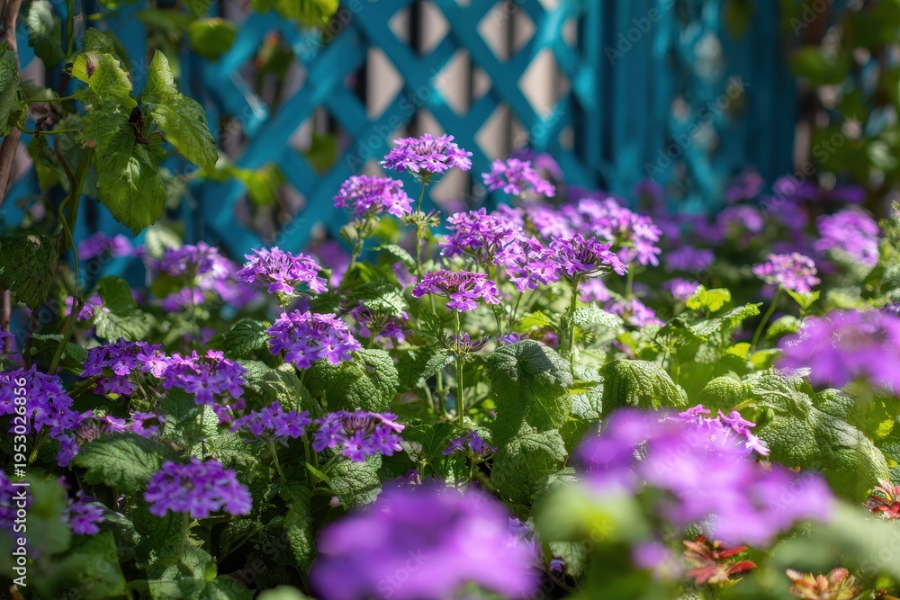 Obraz premium Vibrant verbena border: purple blooms, soft pink petals, and cool green foliage with blue trellis accents in a spring garden