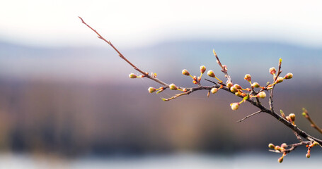 Papier peint photo Établissements de soins Branche fine bourgeons début printemps  © Volodymyr