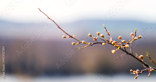 Thin branch with spring buds on blurred landscape background soft natural light beginning of new season