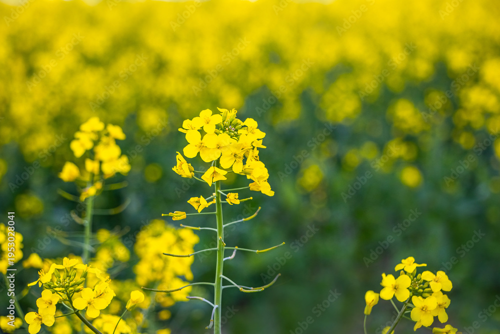 Fototapeta premium Close-up of blooming rapeseed bright yellow flower on stem against blurred golden field background